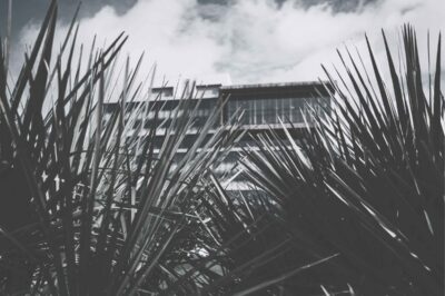 Modern hotel building with a glass and timber façade seen through palm foliage against a blue sky
