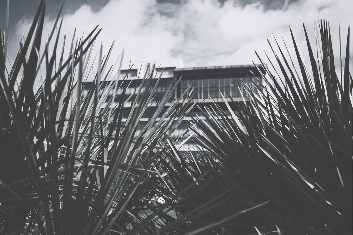 Modern hotel building with a glass and timber façade seen through palm foliage against a blue sky